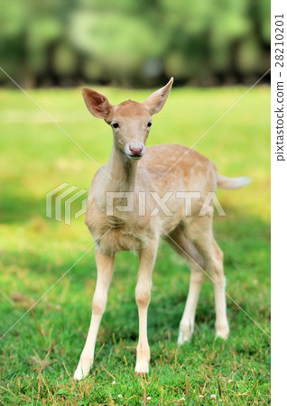 Young deer Young deer 28210201