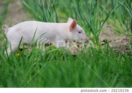 Piglet on farm Piglet on farm 28210236