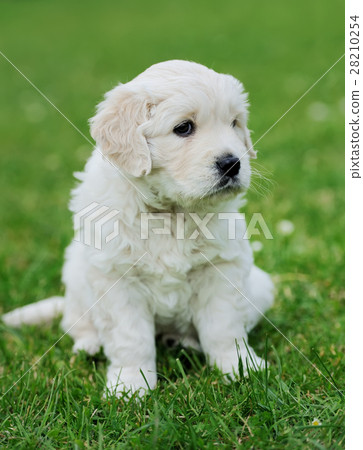 Baby swiss shepherd sitting 28210254