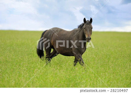 Horse 28210497