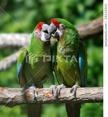 Parrot bird sitting on the branch 28210501