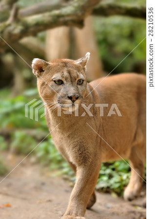 Cougar 28210536