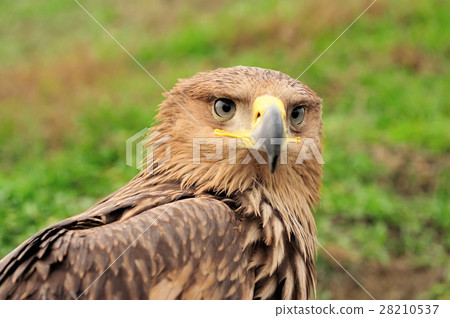 Eagle Eagle 28210537
