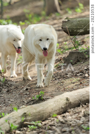 Wolf Wolf 28210538