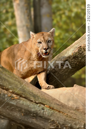 Cougar Cougar 28210539