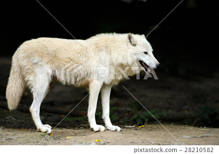 Wild wolf in the woods Wild wolf in the woods 28210582