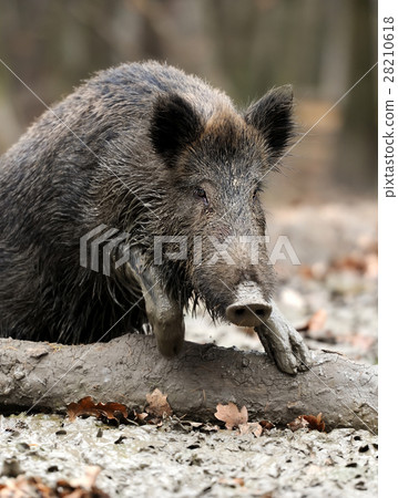 Wild boar Wild boar 28210618