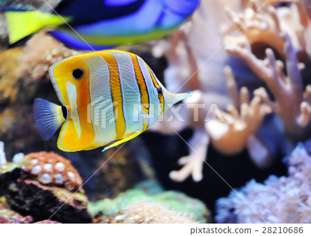 Tropical fish chelmon rostratus 28210686