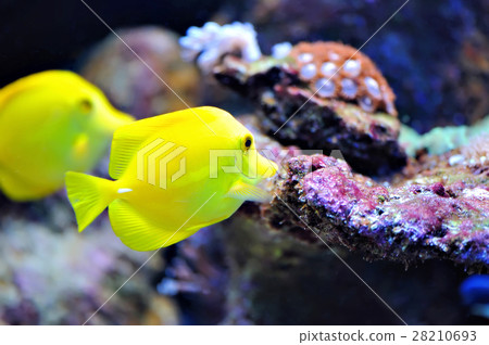 Tropical fish 28210693