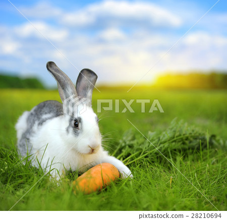Rabbit 28210694