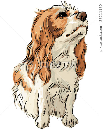 Cavalier · King · Charles · Spaniel vector 28211180