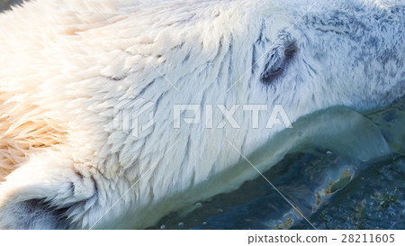 Close-up of a polarbear (icebear) 28211605