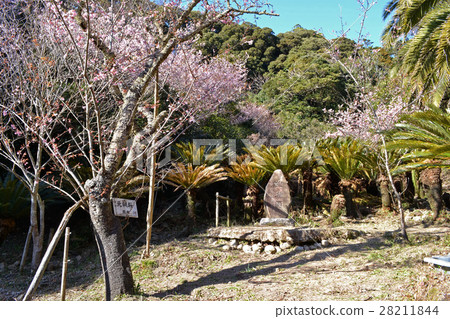 Former Morning Cherry Blossoms of the Hou Park 28211844