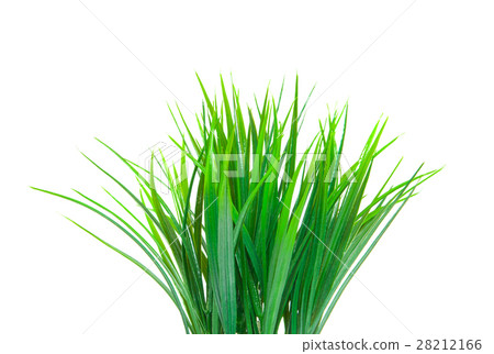 The green grass. 28212166