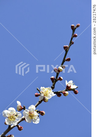 plum	 28217476