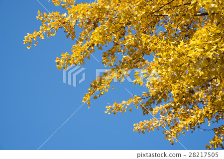 yellow flower yellow flower 28217505