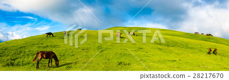 野馬的草地 28217670
