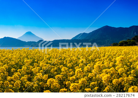Lake Ikeda, the largest lake in Kyushu You can enjoy rape blossoms and Satsuma Fuji Kaimondake from late December to early February 28217674