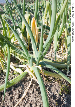 洋蔥田 洋蔥田 28217948