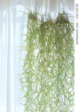 Airplants Usuneoides Airplants Usuneoides 28218136