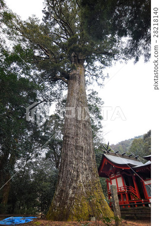 八Murasugi 28218140