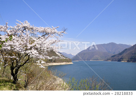 Shosokawa櫻花在母親的布壩和白山山脈的湖岸上 Shosokawa櫻花在母親的布壩和白山山脈的湖岸上 28218833