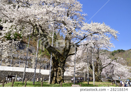 Sho River Sakura and blue sky Sho River Sakura and blue sky 28218834