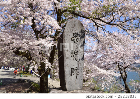 Cherry blossoms of Shosokawa and Chougoku monument 28218835
