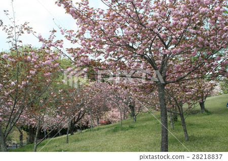 Shimonomori hometown cherry blossoms in the park 28218837
