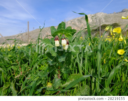 Color of early spring Color of early spring 28219155