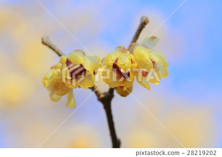 Lobai flower 28219202