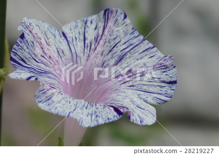  早晨的太陽 28219227