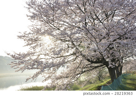櫻花河岸 櫻花河岸 28219363