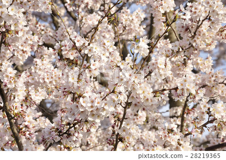 櫻花 櫻花 28219365