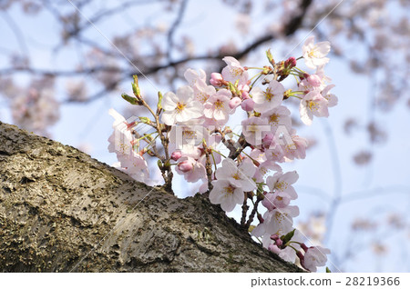櫻花 櫻花 28219366