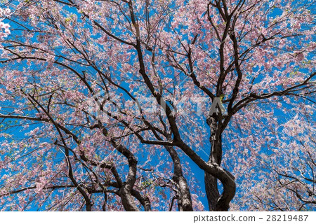 Cherry Blossoms Cherry Blossoms 28219487