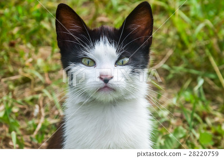 Portrait of cute kitten sitting on the grass. 28220759