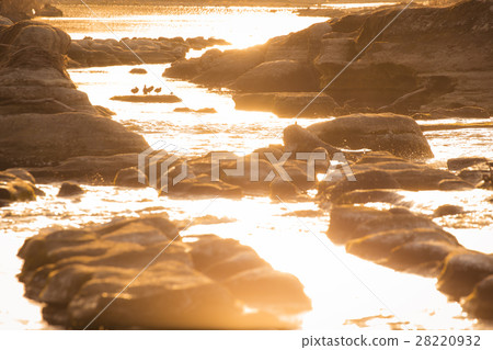 Tamagawa Morning glow 2 28220932