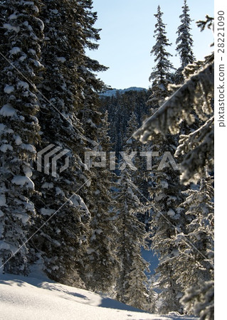 Beautiful winter landscape with snow covered trees 28221090