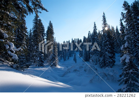 Snow covered spruce trees and blue sky Snow covered spruce trees and blue sky 28221262