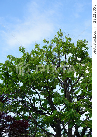 Hakuunboku有真正的鐘聲 Hakuunboku有真正的鐘聲 28222059