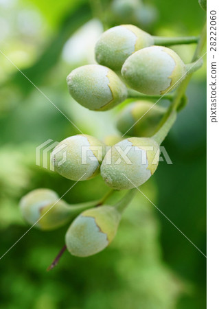 可愛的水果樹皮果實 28222060