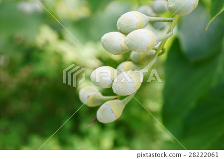 可愛的水果樹皮果實 可愛的水果樹皮果實 28222061