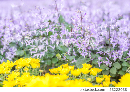 Abstract blur of Little purple flowers background 28222088