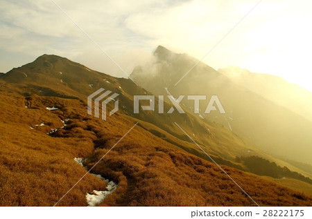 Golden Chile 28222175