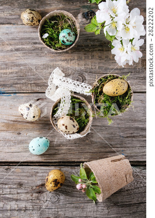 Colorful Easter quail eggs 28222202