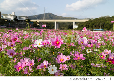 Cosmos field of Ito Cosmos field of Ito 28223001