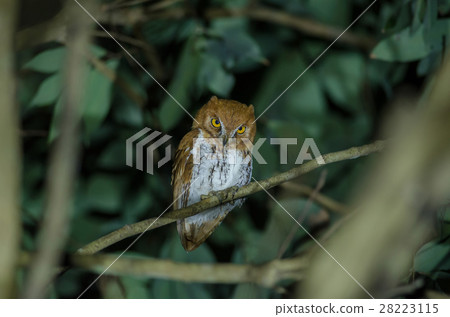 Oriental scop owl bird 28223115