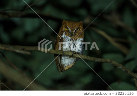 Oriental scop owl bird 28223136
