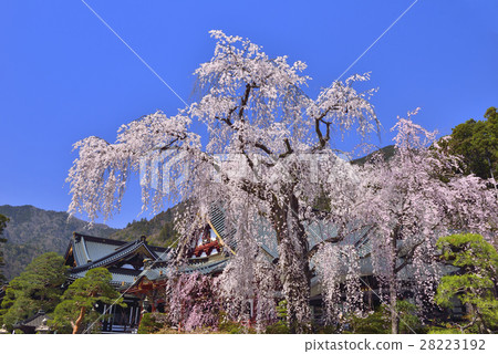 Cherry blossoms at Koboji Temple 28223192